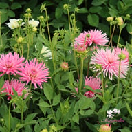 Park Princess Dahlia Tuber