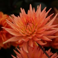 Park Record Dahlia Tuber