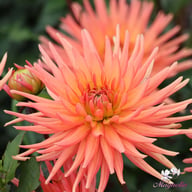 Park Record Dahlia Tuber