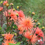 Park Record Dahlia Tuber