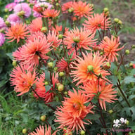 Park Record Dahlia Tuber