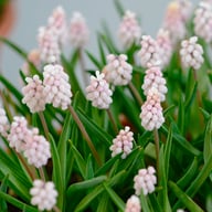 Pink Sunrise® Muscari Bulbs