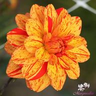 Pasolini Dahlia Knöl