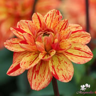 Pasolini Dahlia Knöl