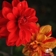 Pasolini Dahlia Knöl