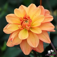 Pasolini Dahlia Knöl