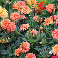 Pasolini Dahlia Knöl