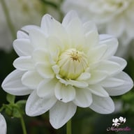 Peace Pact Dahlia Knöl