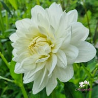 Peace Pact Dahlia Knöl