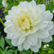 Peace Pact Dahlia Knöl