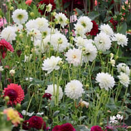 Peace Pact Dahlia Knöl