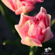 Peach Blossom Tulpan Lökar