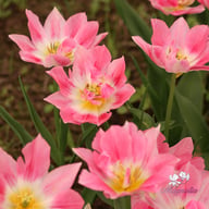 Peach Blossom Tulpan Lökar