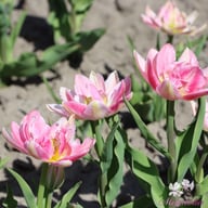 Peach Blossom Tulpan Lökar