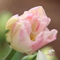 Peach Blossom Tulpan Lökar