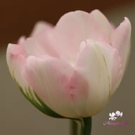 Peach Blossom Tulpan Lökar
