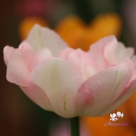 Peach Blossom Tulpan Lökar