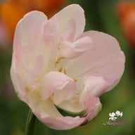 Peach Blossom Tulpan Lökar