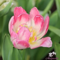 Peach Blossom Tulpan Lökar