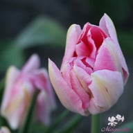 Peach Blossom Tulpan Lökar