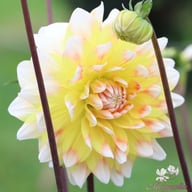 Peaches and Cream Dahlia Tuber