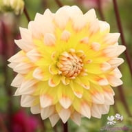 Peaches and Cream Dahlia Tuber