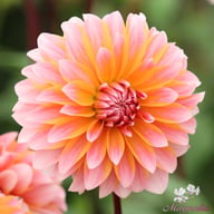 Peaches and Vanilla Dahlia Knöl