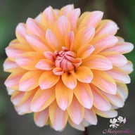 Peaches and Vanilla Dahlia Knöl