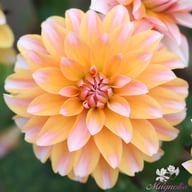 Peaches and Vanilla Dahlia Knöl