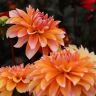 Peaches and Vanilla Dahlia Knöl