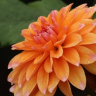 Peaches and Vanilla Dahlia Knöl