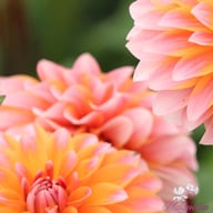 Peaches and Vanilla Dahlia Knöl