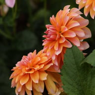 Peaches and Vanilla Dahlia Knöl