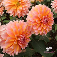 Peaches and Vanilla Dahlia Knöl