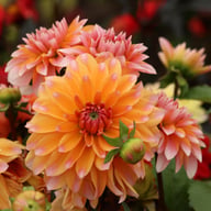 Peaches and Vanilla Dahlia Knöl