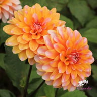 Peaches and Vanilla Dahlia Knöl