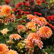 Peaches and Vanilla Dahlia Knöl