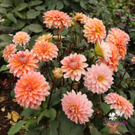 Peaches and Vanilla Dahlia Knöl