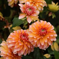 Peaches and Vanilla Dahlia Knöl
