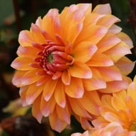 Peaches and Vanilla Dahlia Knöl
