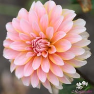 Peaches and Vanilla Dahlia Knöl