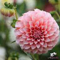 Peaches Dahlia Knöl