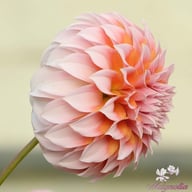 Peaches Dahlia Knöl