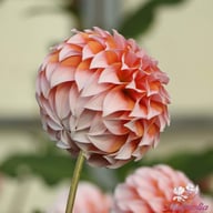 Peaches Dahlia Knöl