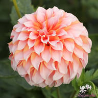 Peaches Dahlia Knöl