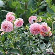 Peaches Dahlia Knöl