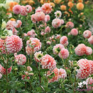 Peaches Dahlia Knöl