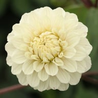 Pencil Art Sugar Dahlia Knöl