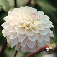 Pencil Art Sugar Dahlia Tuber