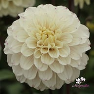 Pencil Art Sugar Dahlia Tuber
